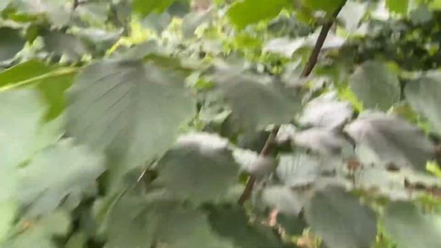 Фундук Ольга , Трапезунд , Президент смотреть онлайн