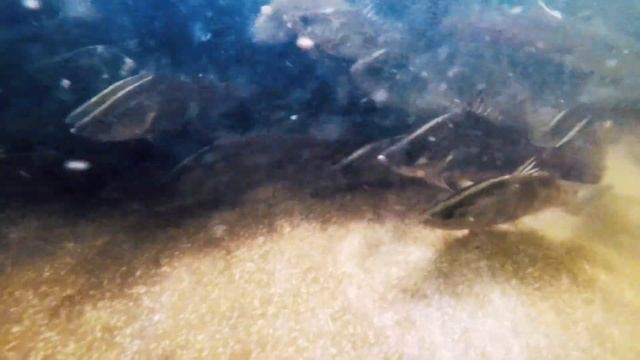 Australian Barramundi Farmers Farm To Plate смотреть онлайн