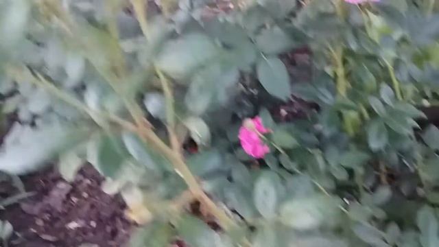 Роза Блю Бой - Шраб второе цветение смотреть онлайн