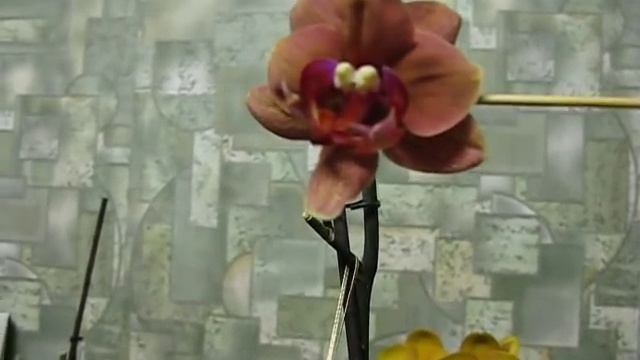 Цветение Сурф Сонга-УЖАС!!!!!ПОЧЕМУ!!!!! смотреть онлайн