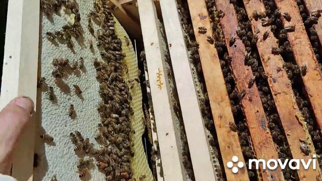 Пропала матка бакфаст.... смотреть онлайн