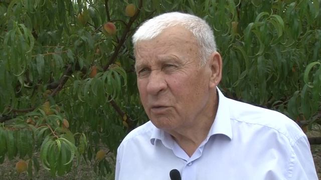 Урожай персиков в совхозе ЗАО "Новомихайловское" смотреть онлайн