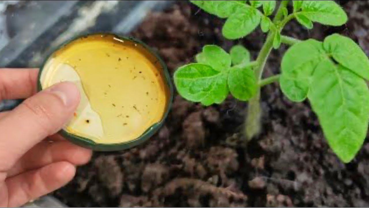 Всего 2 капли и рассада будет толстым крепышом! Лучшая подкормка рассады томатов огурца и перца смотреть онлайн