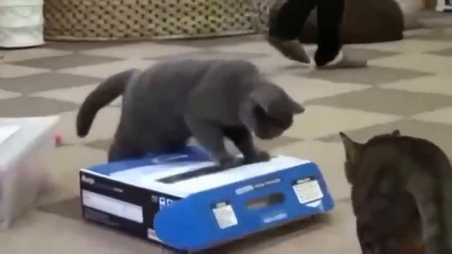 Смешные животные 3 смотреть онлайн