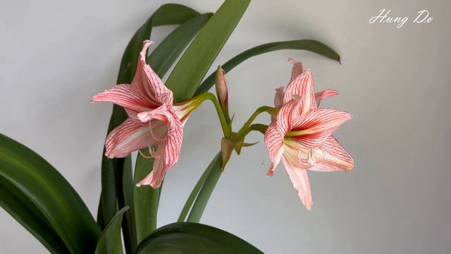 OV Amaryllis смотреть онлайн