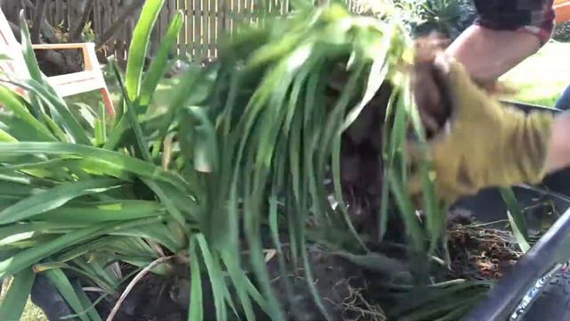 Dividing Daylilies in Early Fall | Here She Grows
