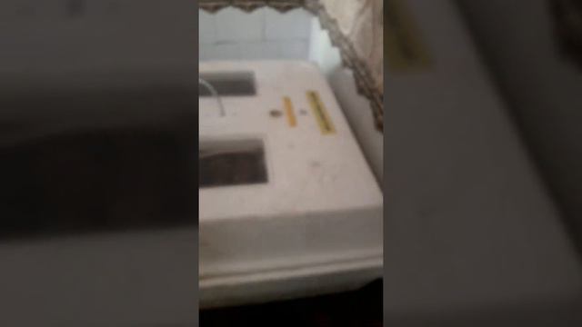 Инкубация яиц Ломан Браун