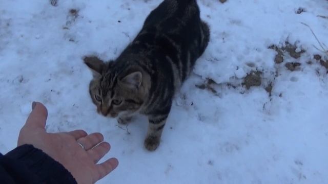 Дача.Декабрь.Есть ли жизнь на даче...зимой? Ещё какая!!! смотреть онлайн