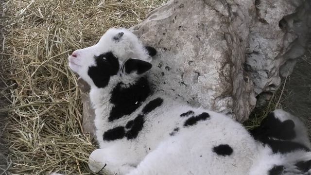 Ягнята Джакобята подросли! У Альпак обновление во дворе! Jacobi Lambs! Alpacas made an update ! смотреть онлайн