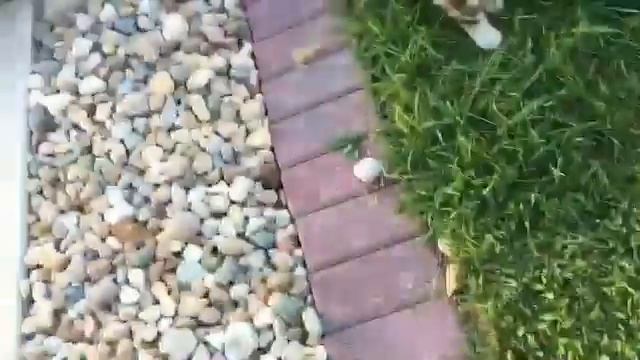 How to scare a cat with a cucumber tutorial смотреть онлайн