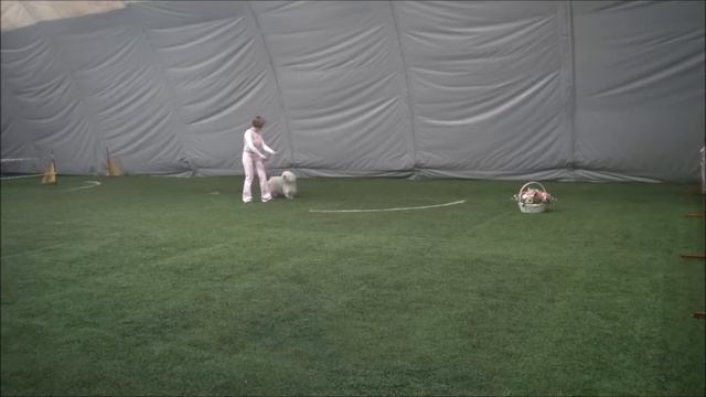 09 Крылова Мария пули Hungarian White Rasta Copfor Открытый фристайл