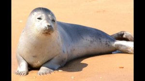 Звук тюленя