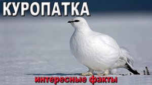 Куропатка, интересные факты.