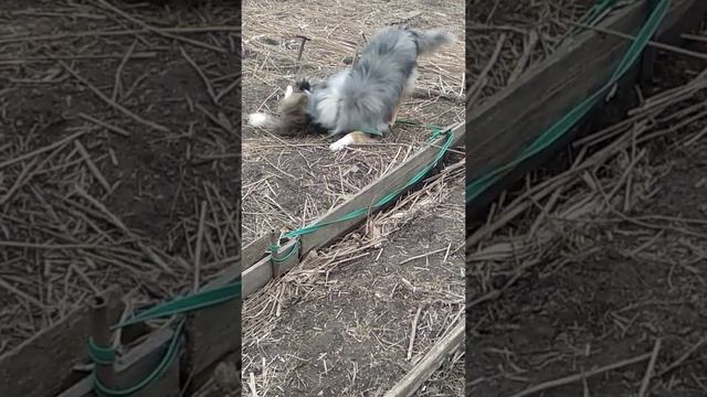 Колли Дисджем Цирконий и Шелти Веровольф Арвен ( мраморный окрас) клуба"СтражВостока"КСПС КУПА смотреть онлайн