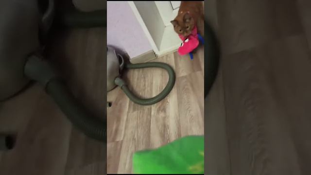 чумачечий кот смотреть онлайн