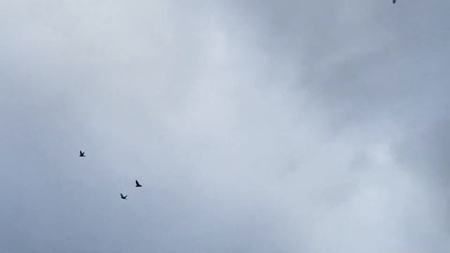 Мраморные Сефера бакинские широкохвостые смотреть онлайн