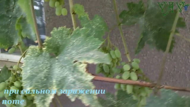 Виноградные цикады. смотреть онлайн