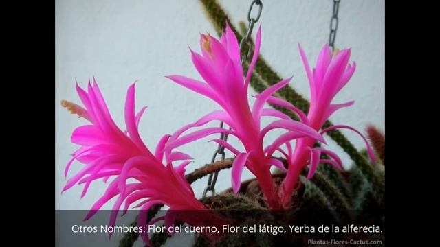 Cactus De Cola De Rata, Cactus Colgante, Aporocactus