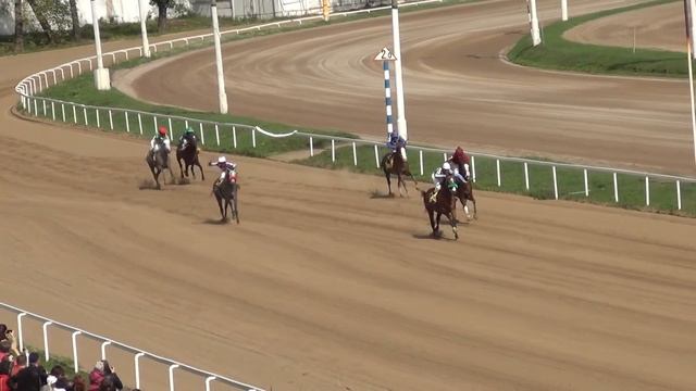 Московский ипподром. Скачки. 31.08.14. Скачка 5(66). ПРИЗ В ЧЕСТЬ АРАБСКОГО ЖЕРЕБЦА ДУБАЙ МЭН