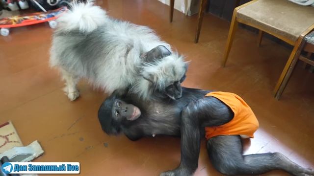 БУДЕТ ЕЩЁ ОДНА ШИМПАНЗЕ? Три ВАЖНЫХ условия для покупки ОБЕЗЬЯНЫ! смотреть онлайн