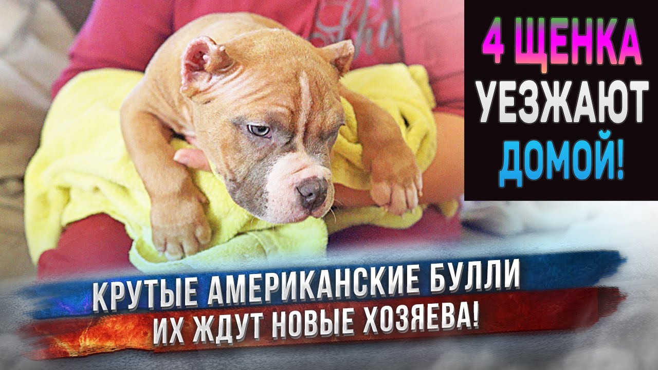 Отправляем 4 щенков Американского Булли. Помогите хозяевам придумать кличку одному из щенков! смотреть онлайн