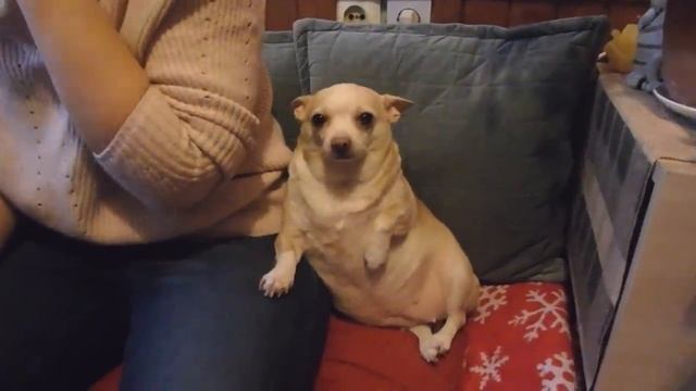 влог - прогулки, покупки, принимаю гостей вместе с Мухой смотреть онлайн