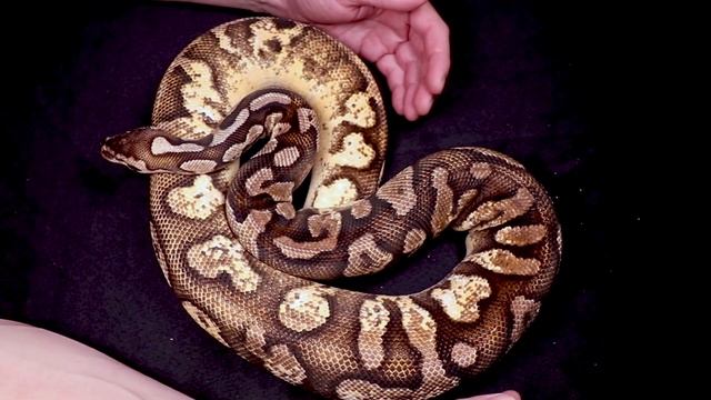 Ball Python Hatchling Update (He's Alive!) смотреть онлайн