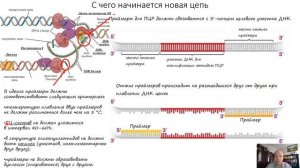 Полимеразная цепная реакция. Часть 2. Принцип и построение ПЦР.