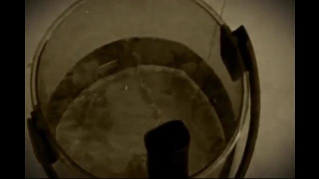 HYLA в книге рекордов Гиннесса смотреть онлайн