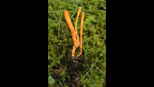 Cordyceps Militaris