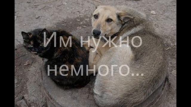 Бездомные животные | homeless animals.wmv смотреть онлайн