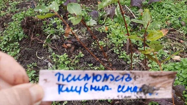 Золотая осень,немного о голубики о жимолости и.т.д. смотреть онлайн