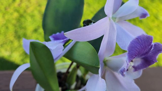 Sophie's Garden 又美又香的蓝色卡特兰Lc.Kazuko Takamatsu 'Seto Blue' смотреть онлайн