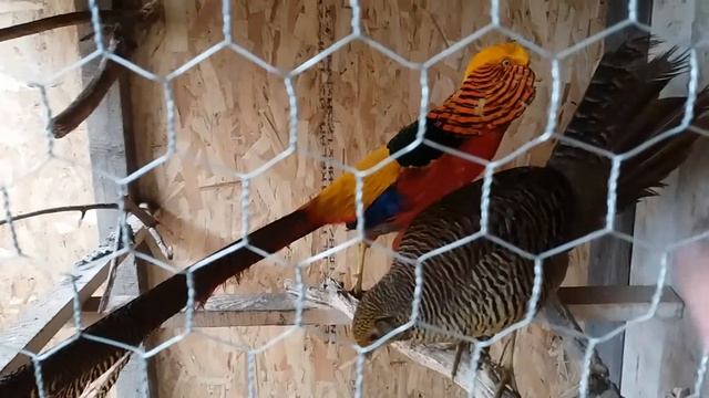 fazani auriu pe rosu,golden pheasants on red,золотые фазаны на красном смотреть онлайн