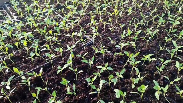 Как пикируем сладкий перец смотреть онлайн