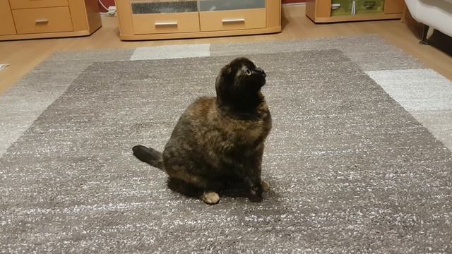 Katze Luna Macht Tricks  Кошка выполняет команды сидеть лежать лапу даёт звонит