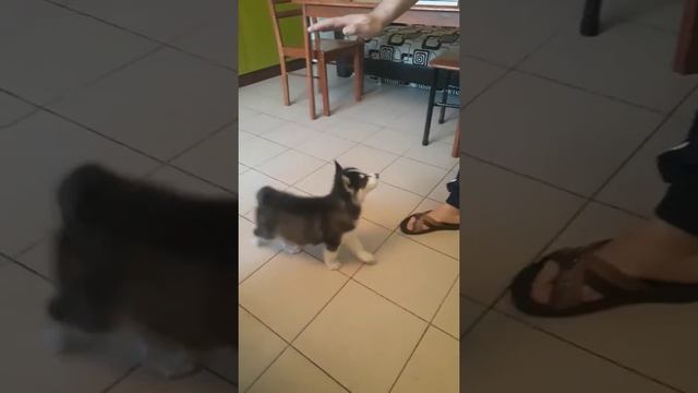 Как приучить собаку хаски командам смотреть онлайн