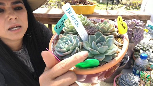 10 SUCULENTAS IDENTIFICADAS +CUIDADOS BÁSICOS fáciles 💚 смотреть онлайн