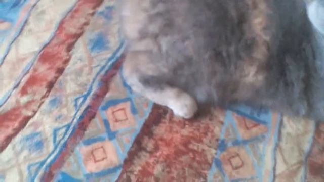 Обзор британской короткошерстной кошки смотреть онлайн