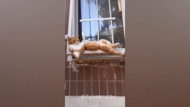 Смешные кошки ? FUNNY ANIMALS ? Подборка смешных видео с животными #53 смотреть онлайн