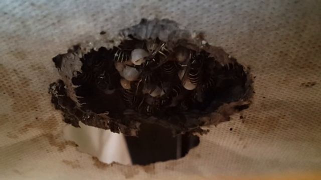 Осы свили гнездо смотреть онлайн