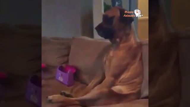 очень милое видео с домашними животными и детьми😊😚😘❤😘 смотреть онлайн