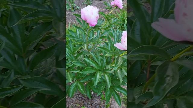 Роза Джон Дэвис и остальная красота. смотреть онлайн