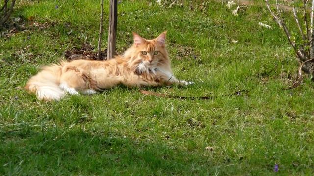 Maine Coon Cat Vs Normal Cat - So Different You'll Be SHOCKED смотреть онлайн