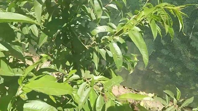 Снова клястероспориоз персика( смотреть онлайн