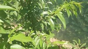 Снова клястероспориоз персика(