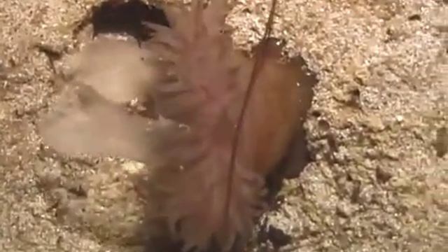 © Актиния эквина Actinia equina - 01 смотреть онлайн