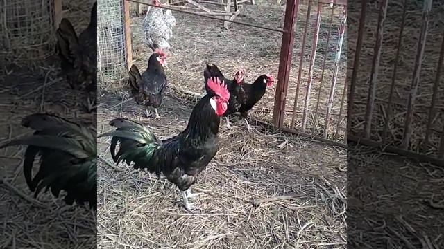 Барбезье смотреть онлайн