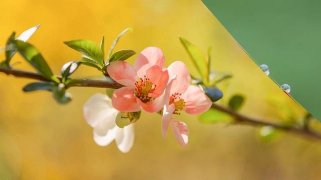 Вітання з днем Тетяни смотреть онлайн