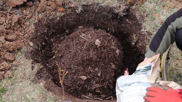 Голубика посадка. Торфяной кислый грунт! смотреть онлайн